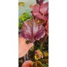 Plantes carnivores - Sarracenia flava var. rubricorpora 'dark 3 x dark 2, Liberty Co, Fl' Mike Wang