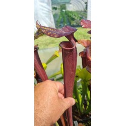 Plantes carnivores - Sarracenia flava var. rubricorpora 'dark 3 x dark 2, Liberty Co, Fl' Mike Wang