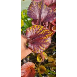 Plantes carnivores - Sarracenia flava var. rubricorpora 'dark 3 x dark 2, Liberty Co, Fl' Mike Wang