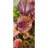 Plantes carnivores - Sarracenia flava var. rubricorpora 'dark 3 x dark 2, Liberty Co, Fl' Mike Wang