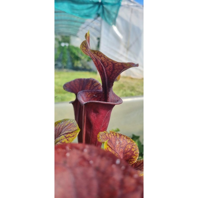 Plantes carnivores-Sarracenia flava var. atropurpurea 'Sandy Creek Bay