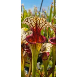 Plantes carnivores - Sarracenia oreophila x moorei wwk