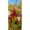 Plantes carnivores - Sarracenia oreophila x moorei wwk