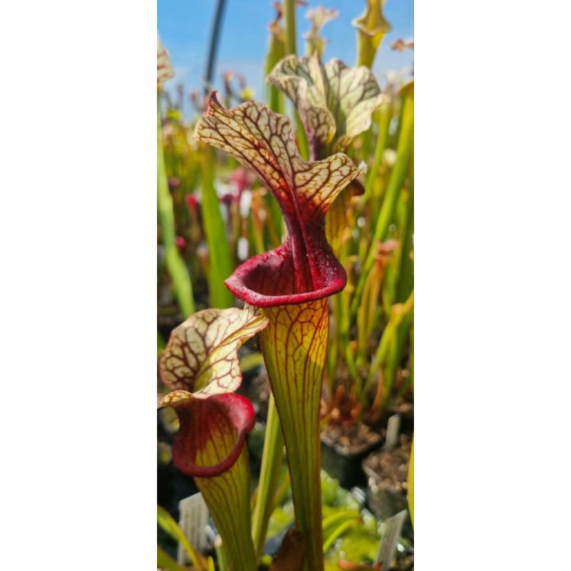 Plantes carnivores - Sarracenia oreophila x moorei wwk