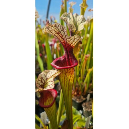Plantes carnivores - Sarracenia oreophila x moorei wwk