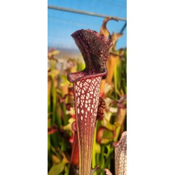 Plantes carnivores - Sarracenia leucophylla 'black sheer'