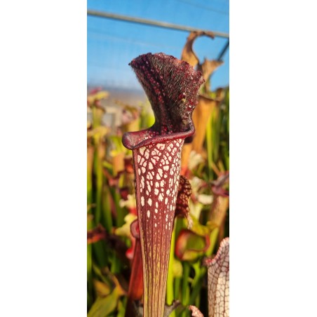 Plantes carnivores - Sarracenia leucophylla 'black sheer'