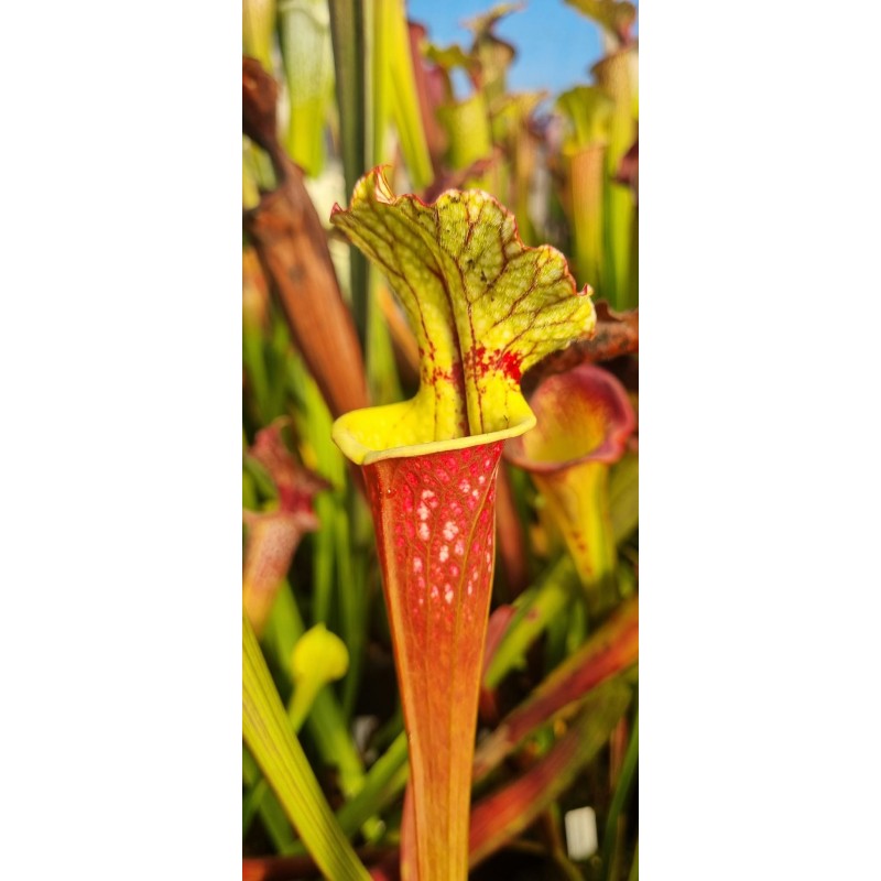 Plantes carnivores - Sarracenia sxm46 moorei (leucophylla purple lips x flava rubricorpora) X sxm18 moorei wilkerson white knigh