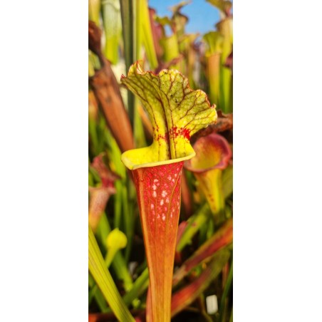 Plantes carnivores - Sarracenia sxm46 moorei (leucophylla purple lips x flava rubricorpora) X sxm18 moorei wilkerson white knigh
