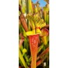 Plantes carnivores - Sarracenia sxm46 moorei (leucophylla purple lips x flava rubricorpora) X sxm18 moorei wilkerson white knigh