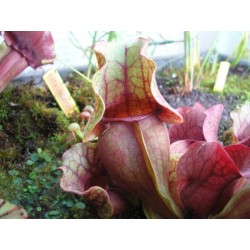 Sarracenia purpurea subsp. venosa