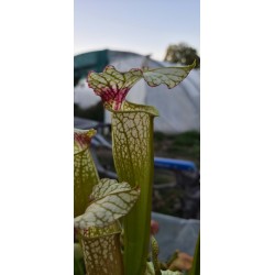 Plantes carnivores - Sarracenia SX65A (C.A)