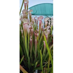 Plantes carnivores - Sarracenia leucophylla 'pink pubescent'