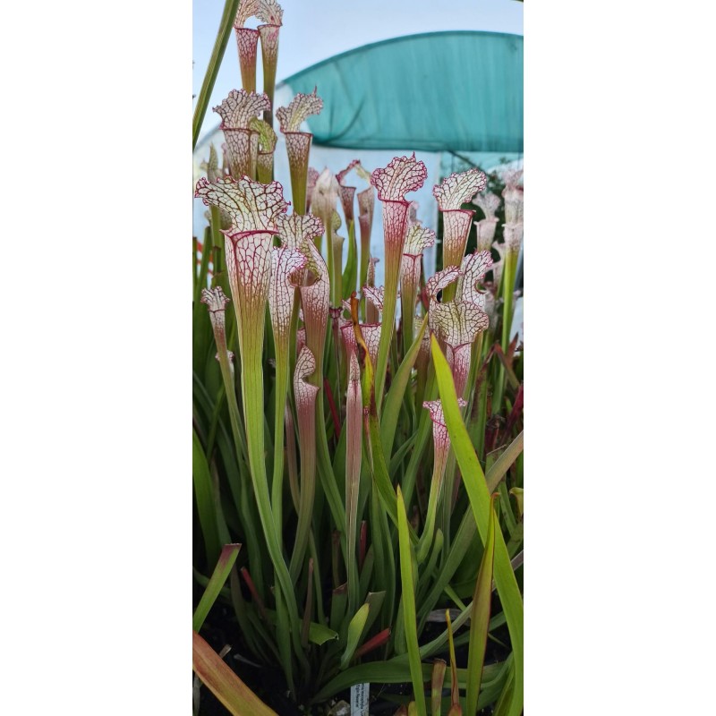 Plantes carnivores - Sarracenia leucophylla 'pink pubescent'