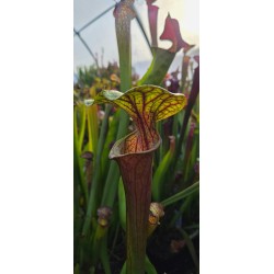 Plantes carnivores - Sarracenia x carnilandia