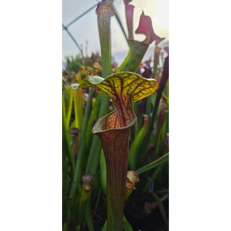 Plantes carnivores - Sarracenia x carnilandia