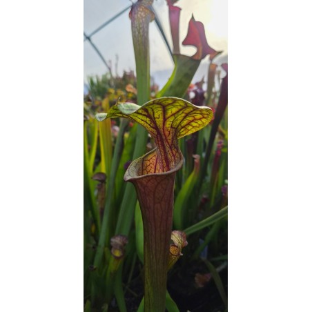 Plantes carnivores - Sarracenia x carnilandia