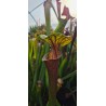 Plantes carnivores - Sarracenia x carnilandia