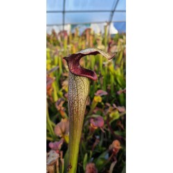 Sarracenia X areolata 'Very colorful clone, snow white flower (Hans Luhrs), Rogier van Loenen SH07, SX83'