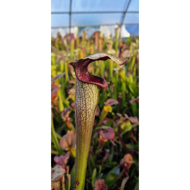 Plantes carnivores - Sarracenia x aerolata