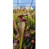 Plantes carnivores - Sarracenia x aerolata