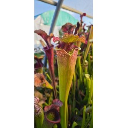 Plantes carnivores - Sarracenia X moorei 'grosse tache'