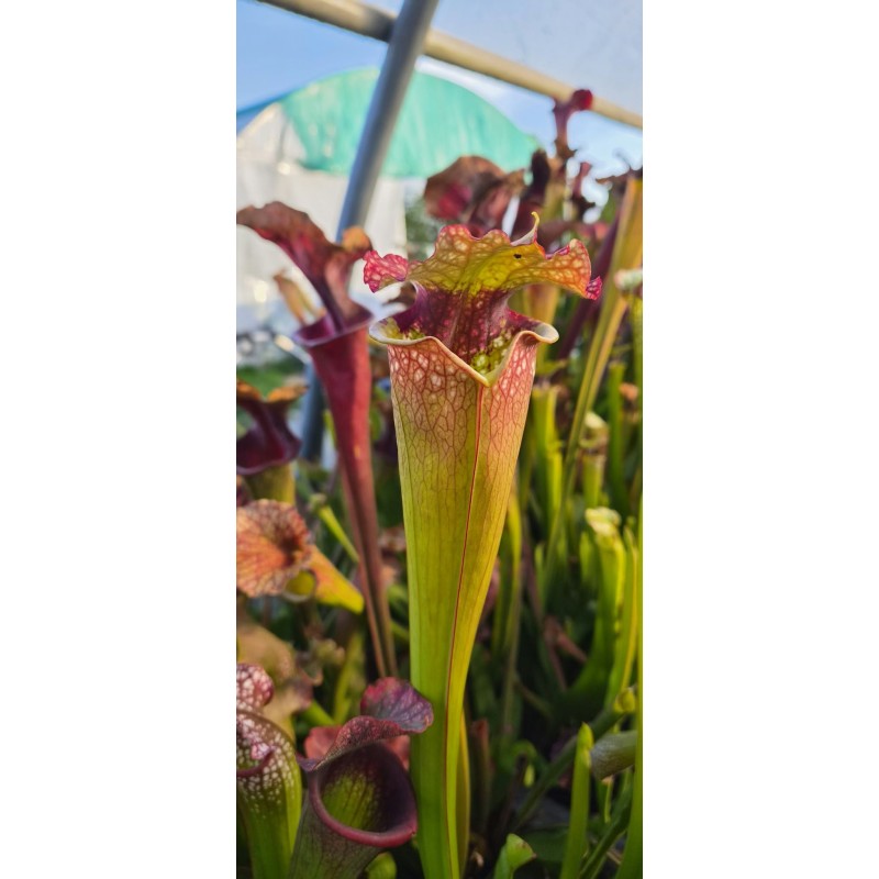 Plantes carnivores - Sarracenia X moorei 'grosse tache'