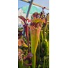 Plantes carnivores - Sarracenia X moorei 'grosse tache'