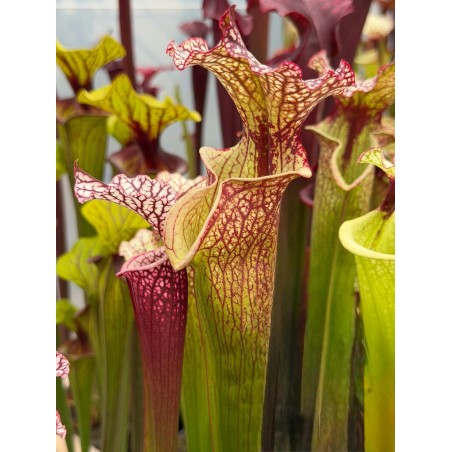 Plantes carnivores - Sarracenia X moorei 'tyrex'