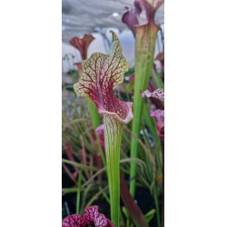 Entretien Cette plante carnivore demande à être en permanence "trempée" dans une eau non calcaire (eau de pluie, eau déminéralis