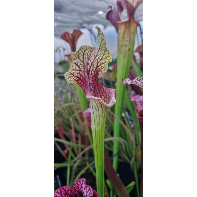 Entretien Cette plante carnivore demande à être en permanence "trempée" dans une eau non calcaire (eau de pluie, eau déminéralis