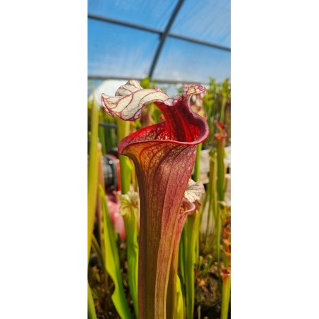 Plantes carnivores - Sarracenia X red snake (SJ - SX015)
