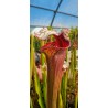 Plantes carnivores - Sarracenia X red snake (SJ - SX015)
