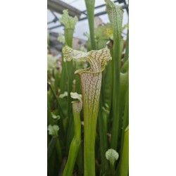 Plantes carnivores - Sarracenia X areolata 'October hope'