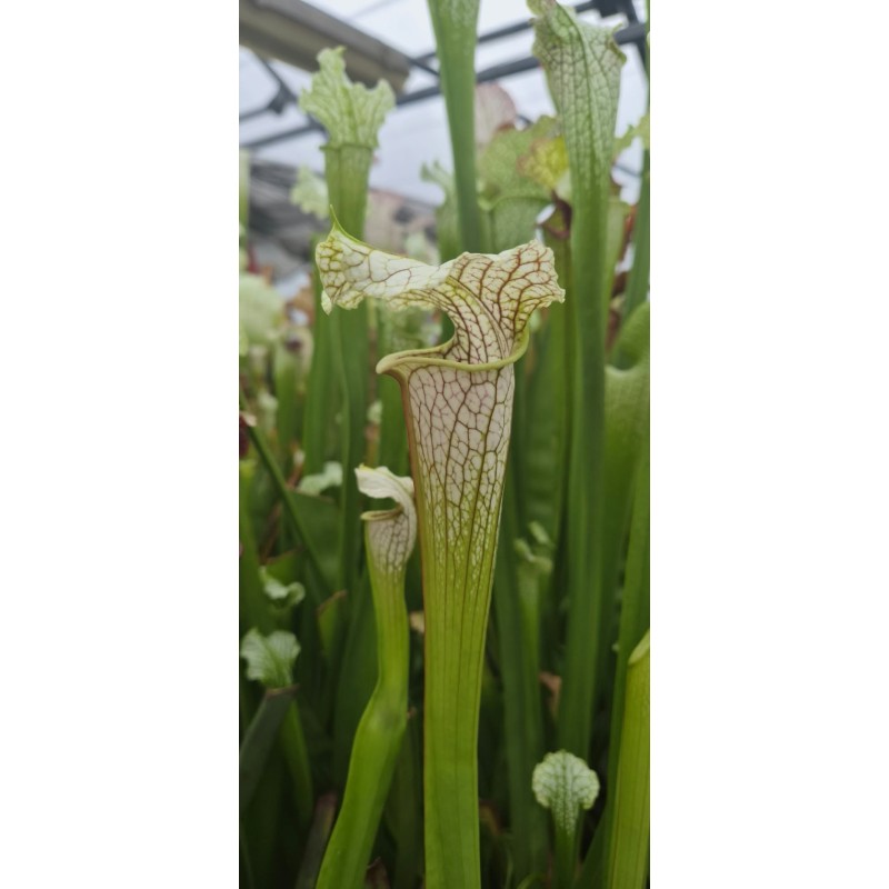 Plantes carnivores - Sarracenia X areolata 'October hope'