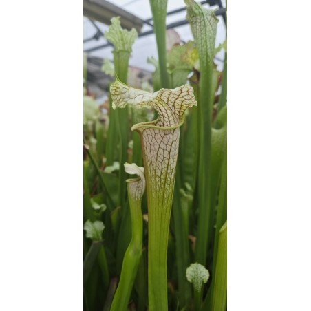 Plantes carnivores - Sarracenia X areolata 'October hope'