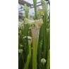 Plantes carnivores - Sarracenia X areolata 'October hope'