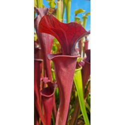 Plantes carnivores - Sarracenia X brook's red