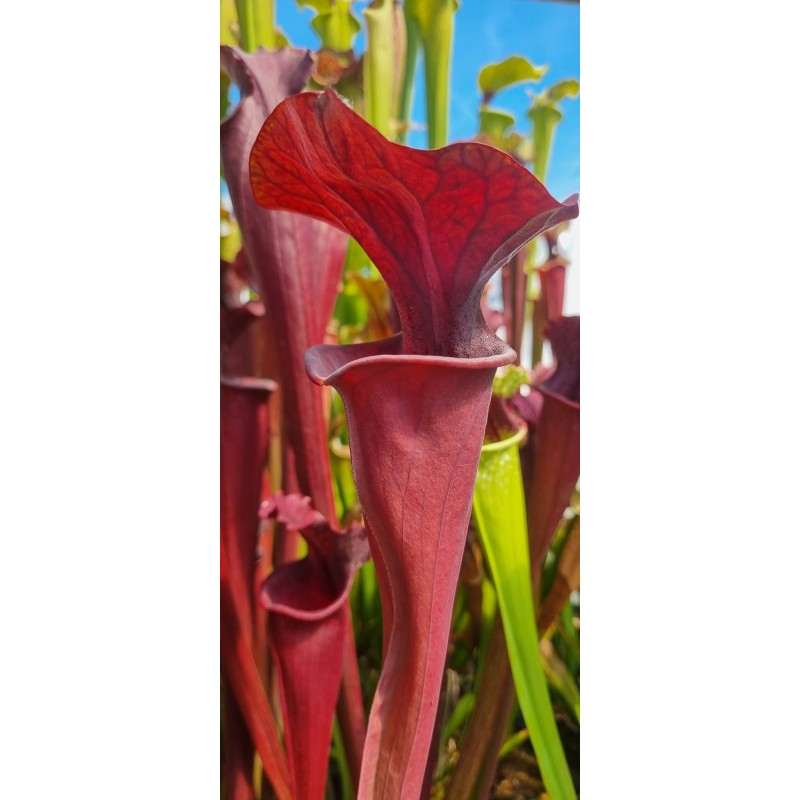 Plantes carnivores - Sarracenia X brook's red