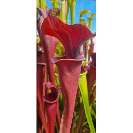 Plantes carnivores - Sarracenia X brook's red