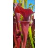 Plantes carnivores - Sarracenia X brook's red