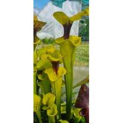 Plantes carnivores - Sarracenia flava var. rugelii 'F92MK'