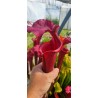 Plantes carnivores - Sarracenia 'Salami, SX022-SJ'