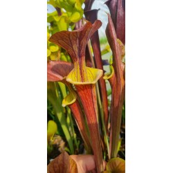 Plantes carnivores - Sarracenia flava var. cuprea 'lois'