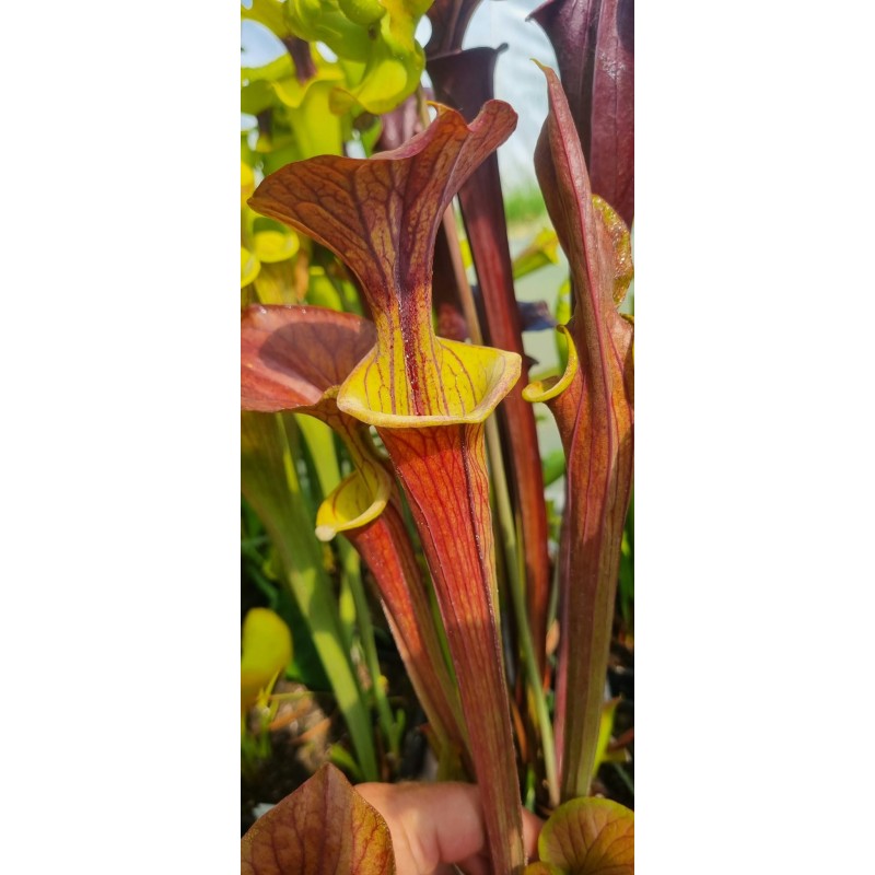 Plantes carnivores - Sarracenia flava var. cuprea 'lois'