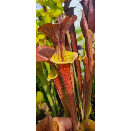 Plantes carnivores - Sarracenia flava var. cuprea 'lois'