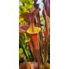 Plantes carnivores - Sarracenia flava var. cuprea 'lois'