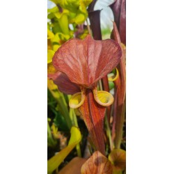 Plantes carnivores - Sarracenia flava var. cuprea 'lois'