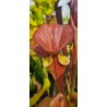 Plantes carnivores - Sarracenia flava var. cuprea 'lois'