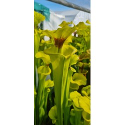 Plantes carnivores - Sarracenia flava var. rugelii 'Milton, MK F53'